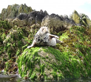 Grey Seal